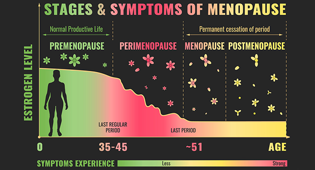 Menopauze stadia