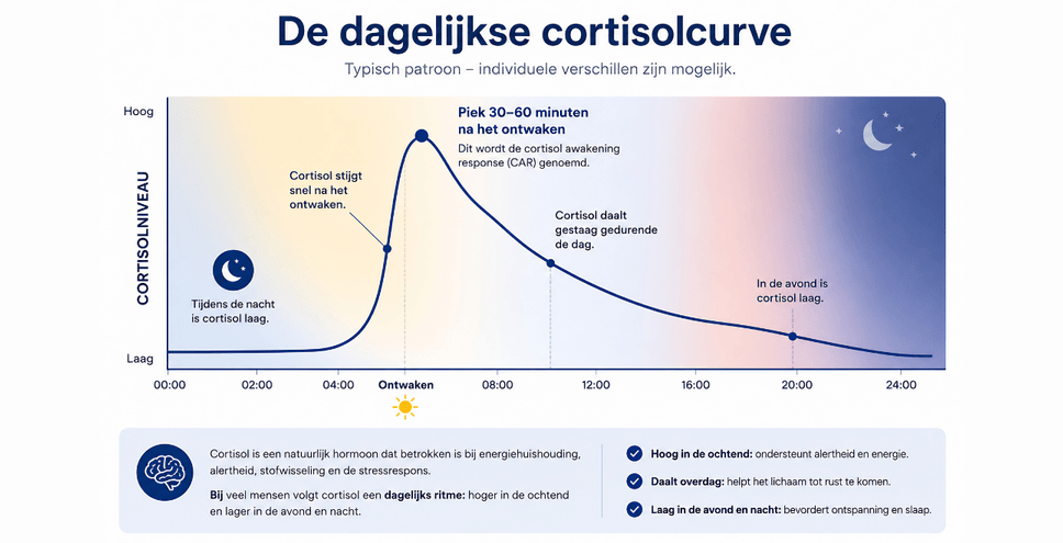 infographic met de dagelijkse cortisolcurve (ochtendpiek → daling)