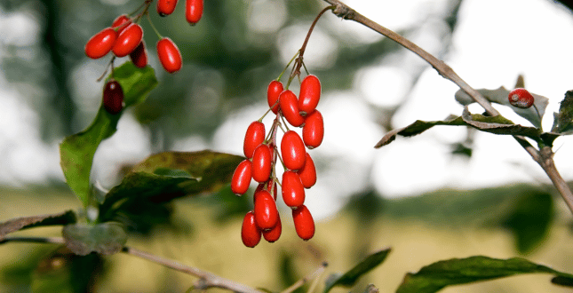 berberine zuurbes